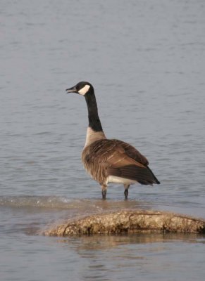 CanadaGoose62.jpg
