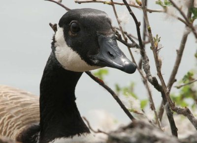 CanadaGoose66.jpg