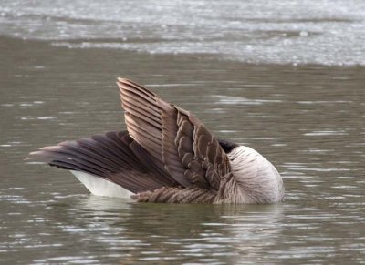 CanadaGoose68.jpg