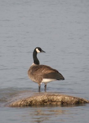 CanadaGoose71.jpg