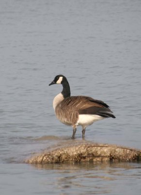 CanadaGoose72.jpg