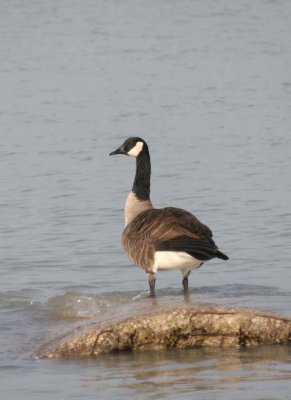 CanadaGoose73.jpg