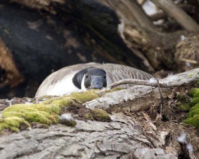 CanadaGooseInTree1R.jpg