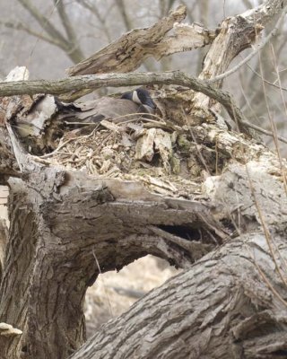 CanadaGooseInTree8R.jpg
