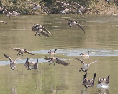 FlyingCanadaGeese10.jpg