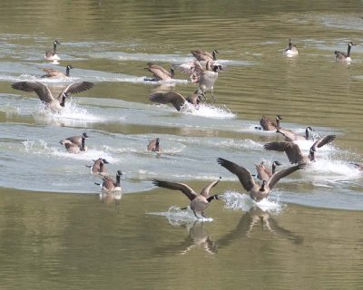 FlyingCanadaGeese14.jpg