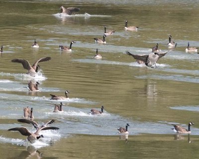 FlyingCanadaGeese17.jpg