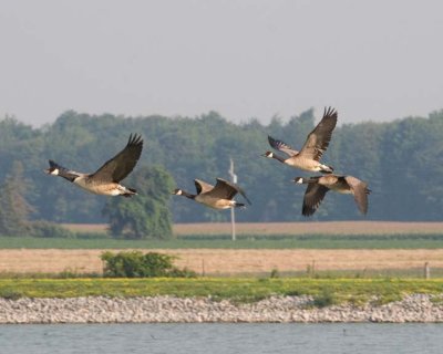 FlyingCanadaGeese5R.jpg