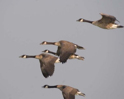 FlyingCanadaGeese6R.jpg