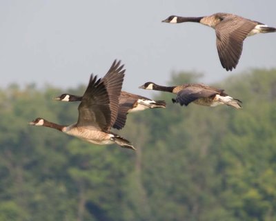 FlyingCanadaGeese7R.jpg