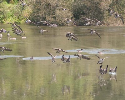 FlyingCanadaGeese9R.jpg