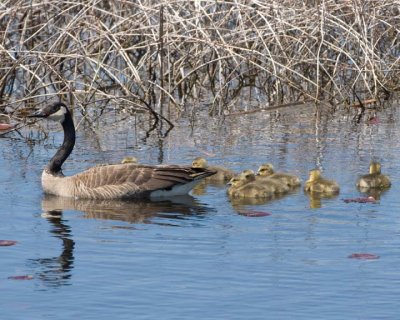 Goose&Goslings10R.jpg