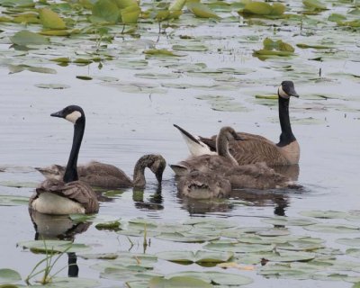 Goose&Goslings11R.jpg
