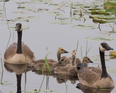 Goose&Goslings12R.jpg