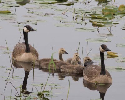 Goose&Goslings13R.jpg