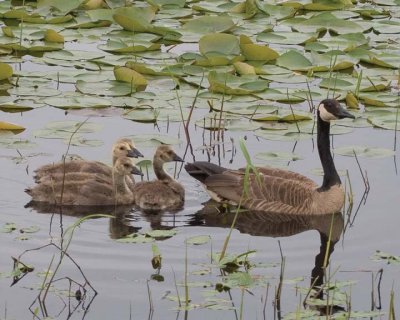 Goose&Goslings17.jpg
