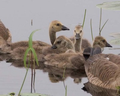 Goose&Goslings18.jpg