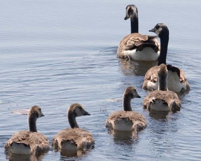 Goose&Goslings19.jpg
