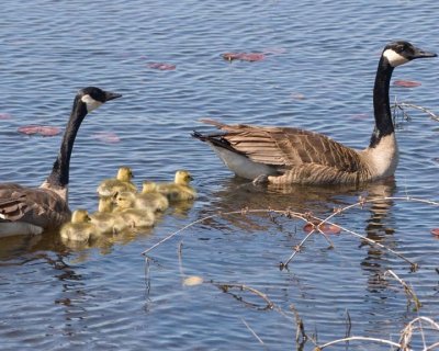 Goose&Goslings3.jpg