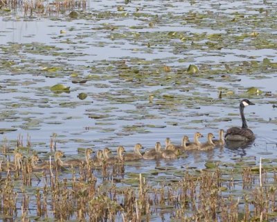 Goose_Goslings21.jpg