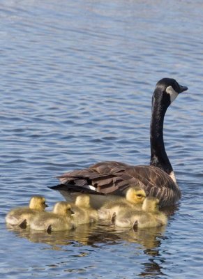 Goose_Goslings28.jpg