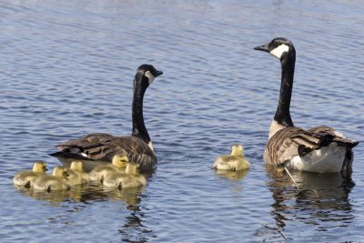 Goose_Goslings29.jpg