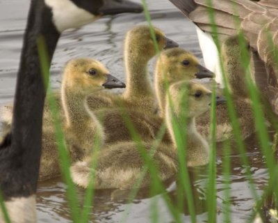 Goslings37.jpg