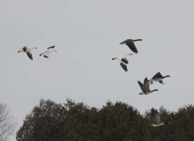 SnowGeese25.jpg