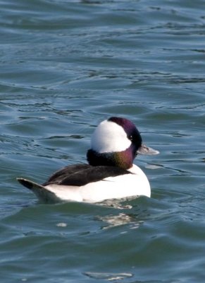 Bufflehead14.jpg