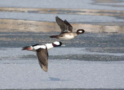 Bufflehead20.jpg