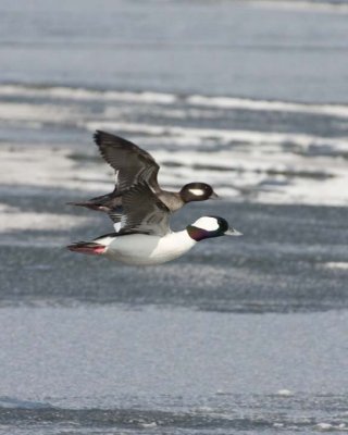 Bufflehead21R.jpg