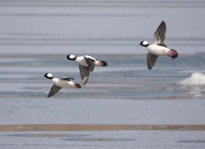 Bufflehead24.jpg