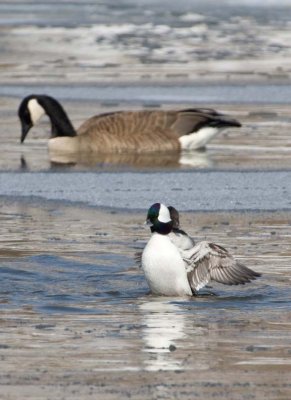 Bufflehead26.jpg