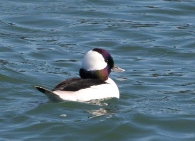 Bufflehead28.jpg