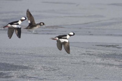 Bufflehead29.jpg