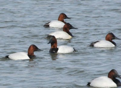 Canvasback31.jpg