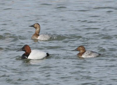 Canvasback32.jpg
