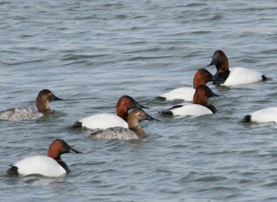 Canvasback38.jpg