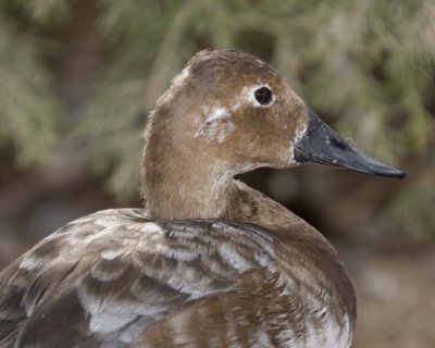 CommonEider13R.jpg