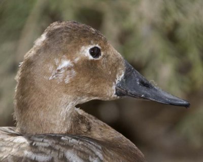 CommonEider14.jpg