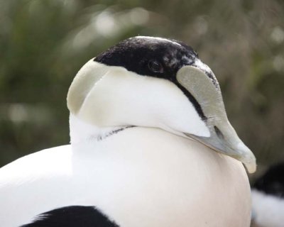 CommonEider19R.jpg