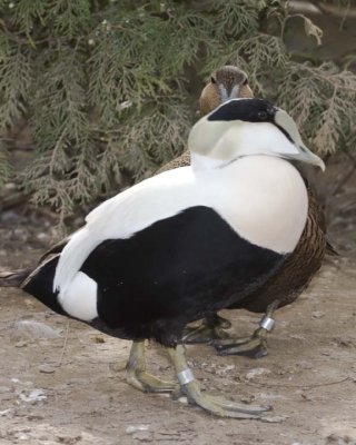 CommonEider22.jpg