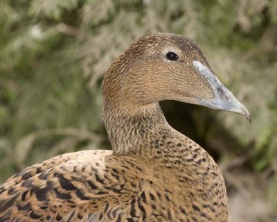 CommonEider23R.jpg