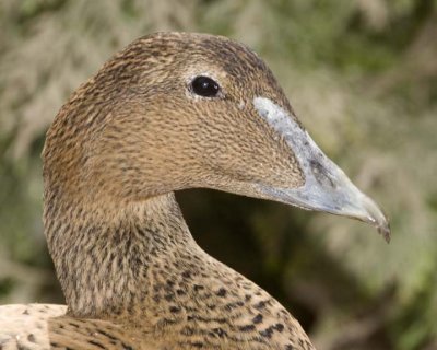 CommonEider24.jpg