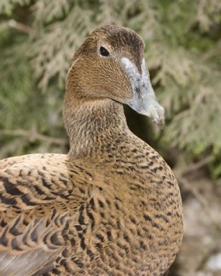 CommonEider26.jpg