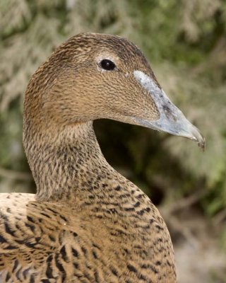 CommonEider28R.jpg
