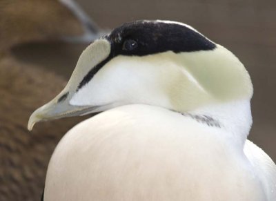 CommonEider30.jpg