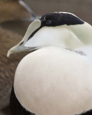 CommonEider32.jpg