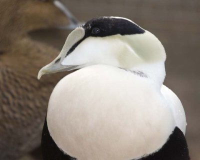CommonEider33.jpg