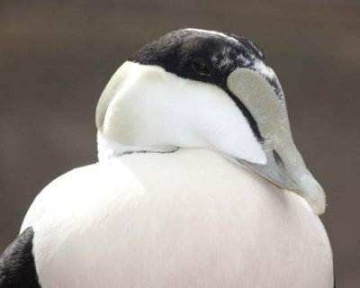 CommonEider34.jpg